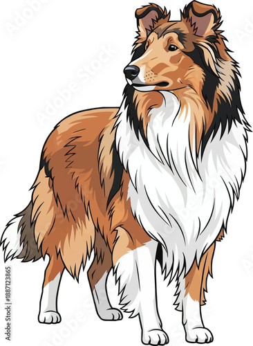 Rough Collie dog standing front view looking away illustration
