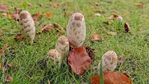 Macrolepiota procera mushrooms growing in a natural setting