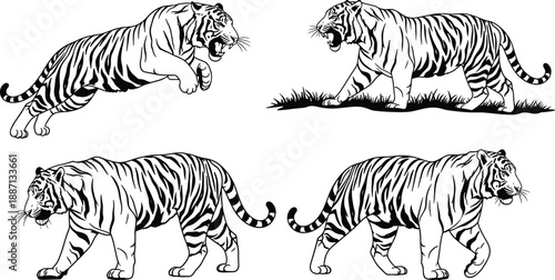 Zebra vector illustration with black and white stripes isolated on white background