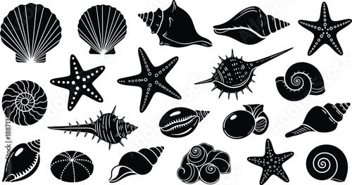 Collection of various ocean shells and starfish illustrations