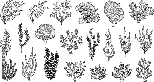 Various seaweed and coral illustrations in elegant line art