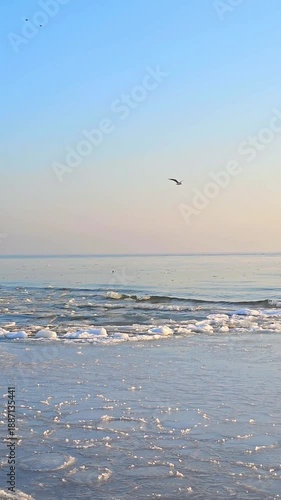 Seagull hunting on a frozen sea