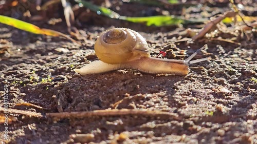 Close-up video slowly mooving  a snail 