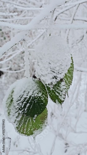 Close-up video of fresh snow  on green leaves
