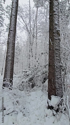Forest covered in fresh snow. The quiet beauty of a winter landscape.
