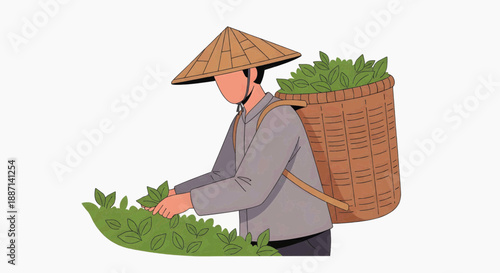 Tea Picker's Harvest: An illustration shows a tea picker, focused on her task. She's wearing a headscarf, with a basket on her back, and carefully selecting fresh tea leaves.
