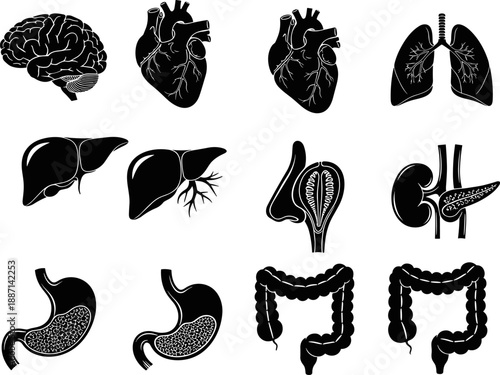 Human organ silhouettes, black anatomical icons, brain, heart, lungs, liver, stomach, intestine, kidney, medical vector set, internal body parts