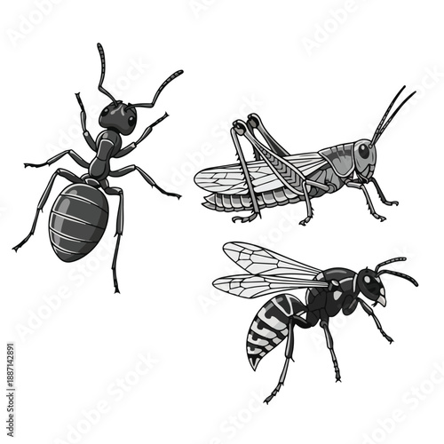 Insects ant grasshopper wasp black and white drawing