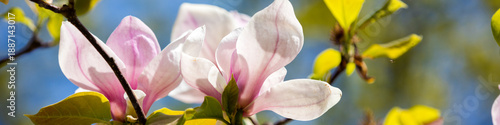Blossoming magnolia flower on the branch.