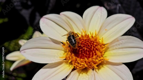 Close-up video of a bee collecting nectar on a vibrant yellow dahlia flower in a garden setting