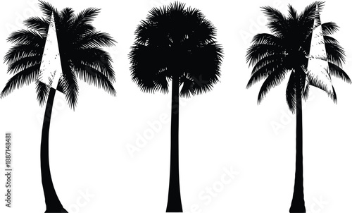 Set of three black tropical coconut palm tree silhouettes isolated on white background for summer beach vacation design and nature travel vector illustration