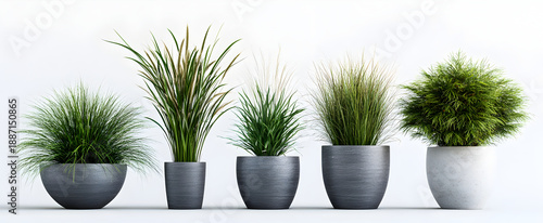 A fresh green plant growing in a flowerpot