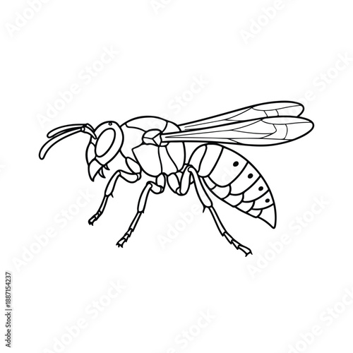 Insect with distinctive body and wing structure standing isolated