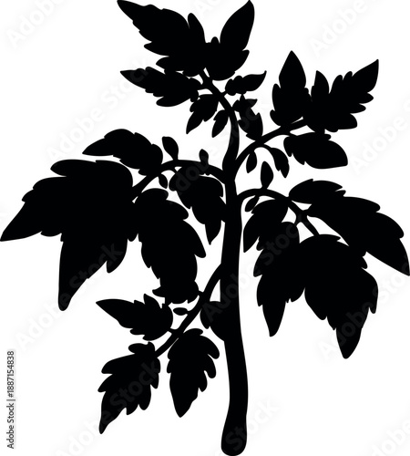 Black silhouette of tomato plant isolated on white background
