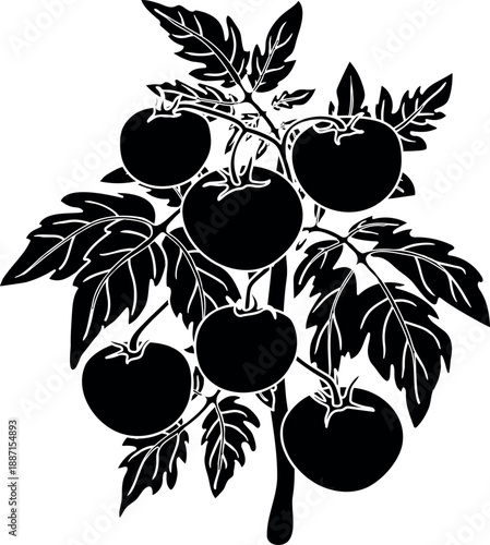 Black silhouette of tomato plant with big ripe fruits isolated on white background