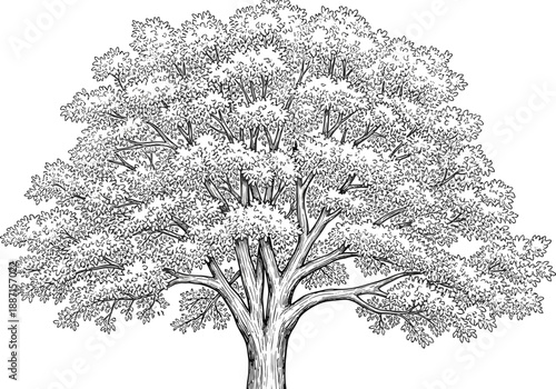 Detailed black-and-white illustration of deciduous tree with thick trunk, branching limbs, and dense leafy canopy for botanical art