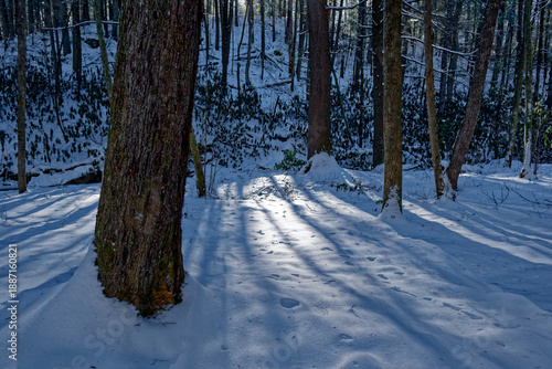 Snowy winter shadows in the forest