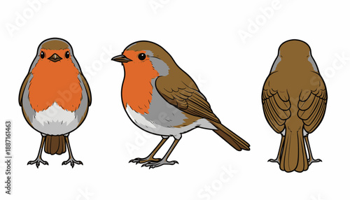 Illustrated European Robin Bird Showing Front Side and Back Views.