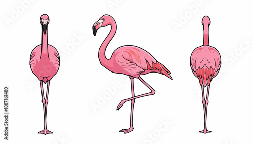 Pink Flamingo Bird Illustration in Three Poses Front Side and Back Views.