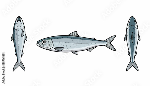 Detailed Vector Illustration of Mackerel Fish in Multiple Views.