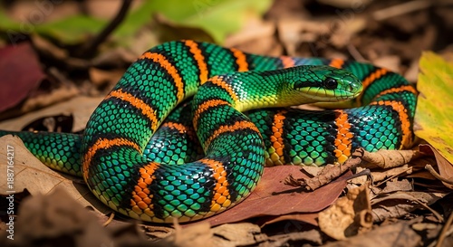 Vividly patterned reptile with striking green and orange bands rests coiled upon dry foliage