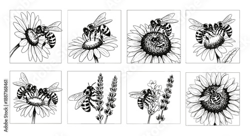 Collection of detailed bee illustrations showing various poses and behaviors