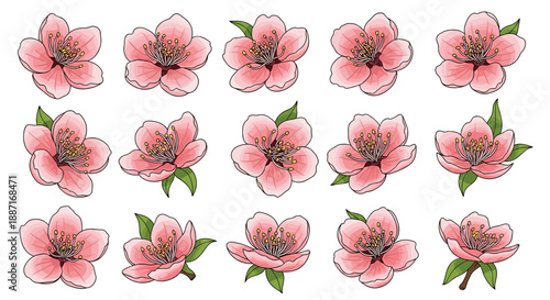 Collection of pink cherry blossom flowers with green leaves