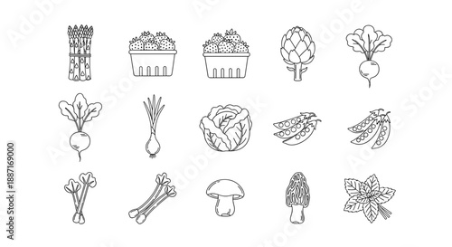 Collection of various vegetables and herbs in line art illustrations