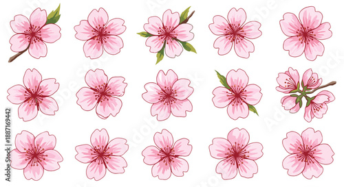 Collection of pink cherry blossom flowers in various stages of bloom