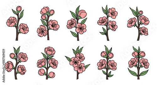 Collection of pink cherry blossom flowers with green leaves