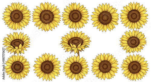 Collection of sunflowers with bright yellow petals and green stems