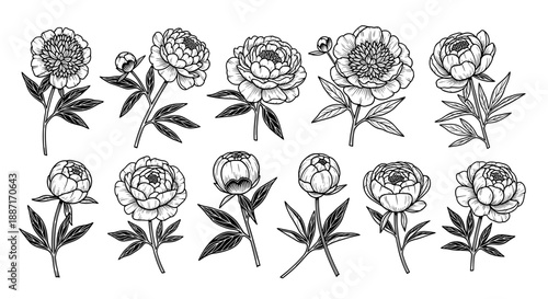Collection of detailed black and rose illustrations for design