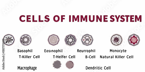 Illustration of various cells found within the human immune system