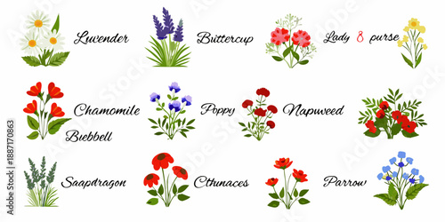A colorful botanical illustration showcasing various wildflowers and their names
