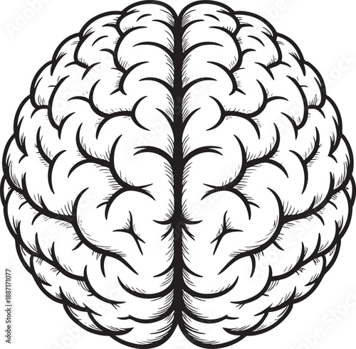 Black and white of a brain human brain anatomy medical