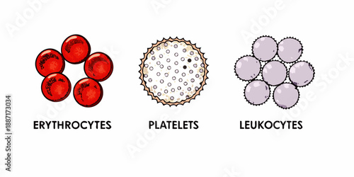 Illustrative depiction of erythrocytes platelets and leukocytes blood cells