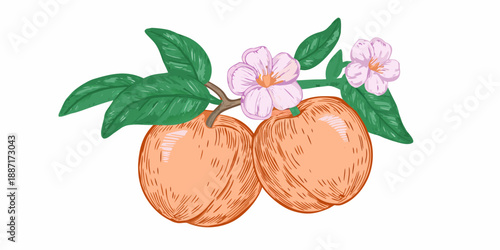 A watercolor illustration of apricot fruits with blossoms and green leaves