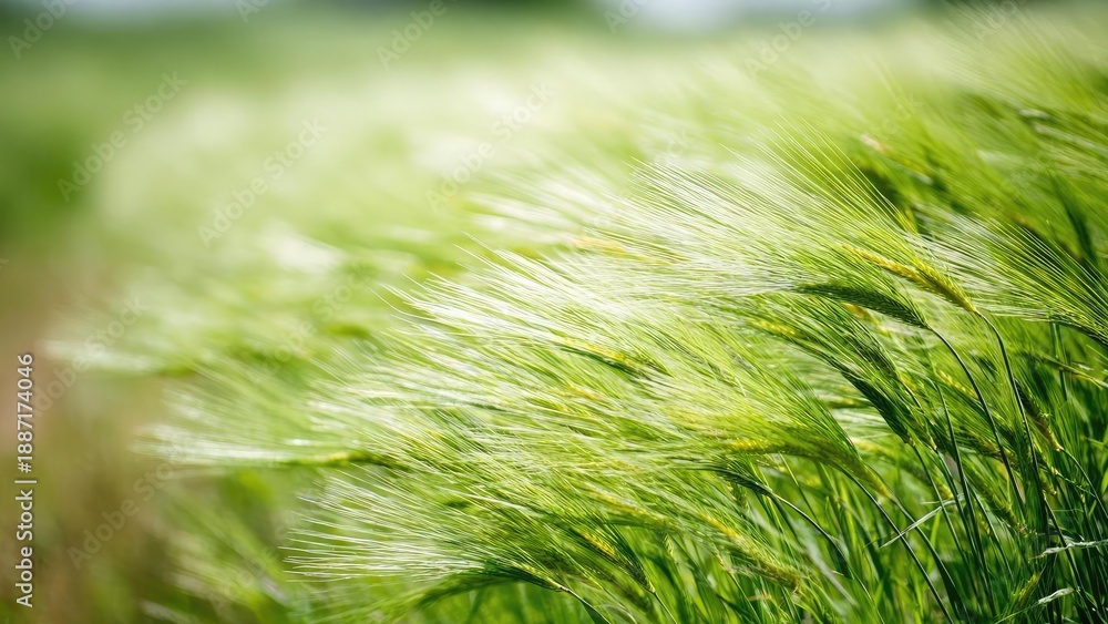 Obraz premium Green grain stalks swaying in a sunlit field. Concept Green grain stalks, Sunlit field, Swaying in wind, Natural textures, Golden-hour light