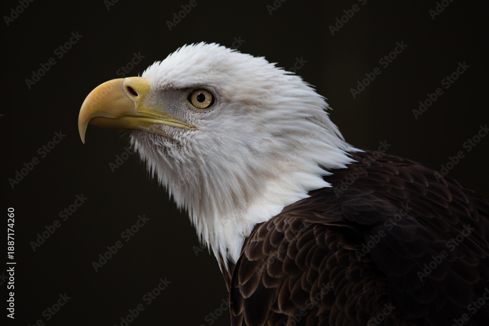 Obraz premium Bald eagle portrait showing feathers and beak detail