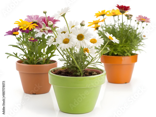 Wallpaper Mural Three elegant ceramic pots with horizontal tan stripes holding a vibrant assortment of blooming white pink and yellow osteospermum african daisies neatly arranged on a seamless white surface. Torontodigital.ca