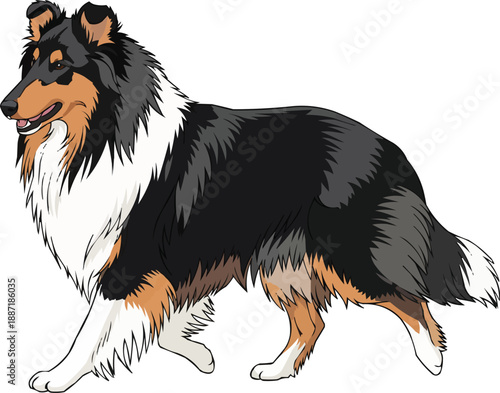 Rough Collie dog walking relaxed movement motion side view