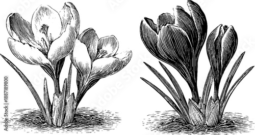 Saffron crocus flower with stigmas vintage botanical drawing for print design