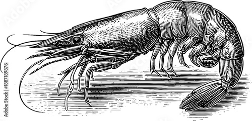19th century vintage shrimp crustacean botanical study engraving for retro design