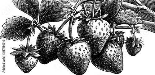 Vintage strawberry plant with fruit botanical engraving from the 19th century