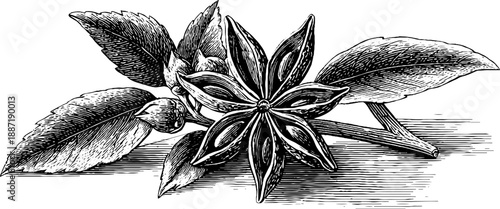 Star anise botanical illustration - vintage spice engraving for herbal design