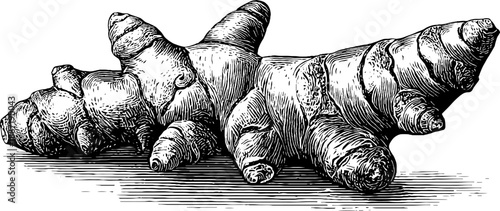 Vintage botanical engraving of turmeric root culinary spice from 19th century