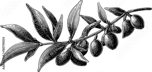Vintage botanical vanilla orchid vine with pods engraving art for design and decoration