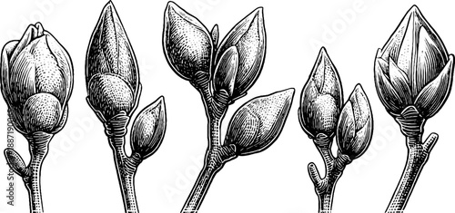 Botanical engraving of tree bud developmental stages for vintage design and educational use