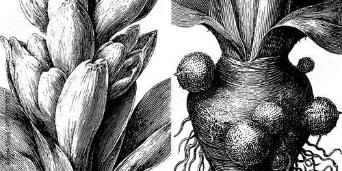 Vintage botanical turmeric plant with rhizome engraving from the 19th century