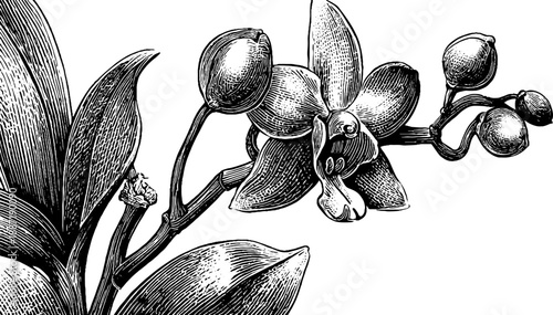 Vintage botanical engraving of vanilla orchid vine with pods for retro decor
